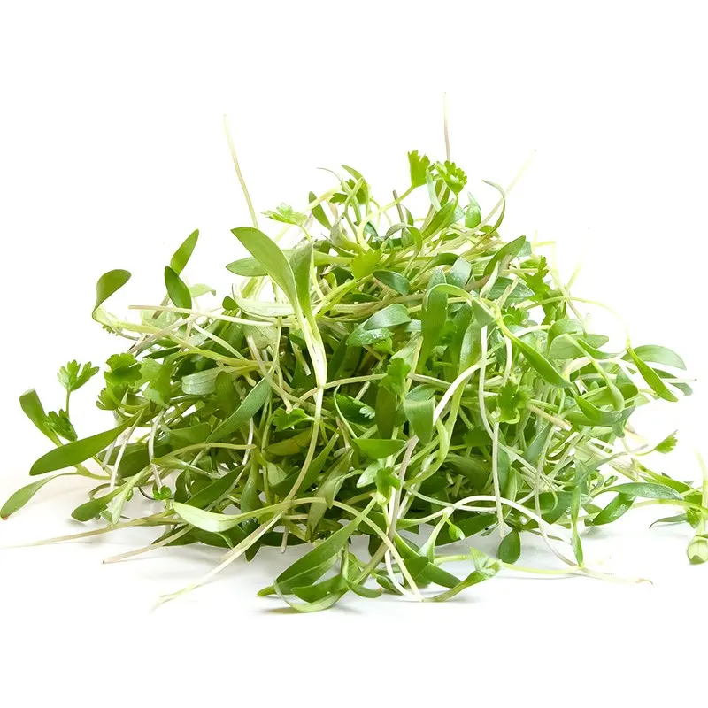 Brotes de albahaca, domo