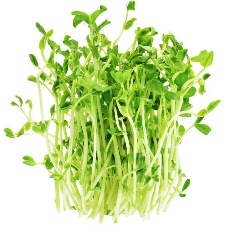 Brotes de chicharo domo, domo