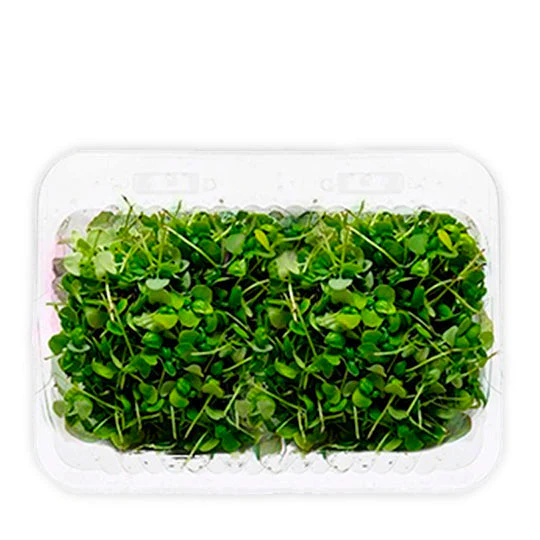 Brotes de cilantro domo, domo