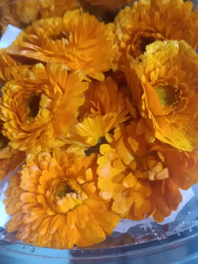 Flores comestibles caléndula, domo