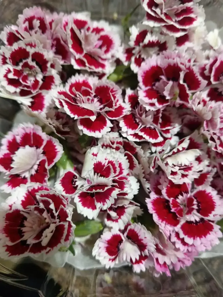 Flores comestibles clavelina, domo