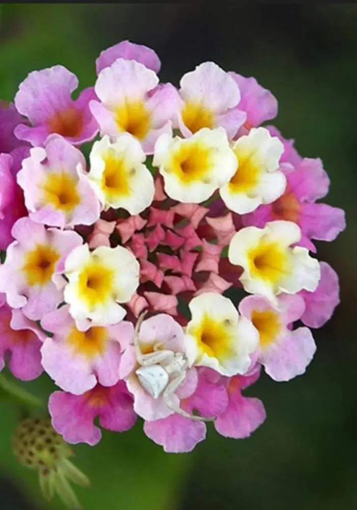 Flores comestibles lantano, domo