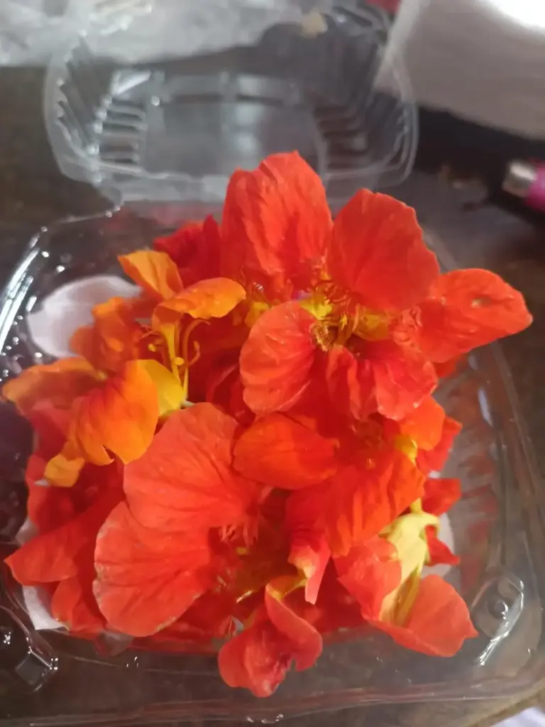 [1649] Flores de mastuerzos, domo (mas de 20 kilos), domo