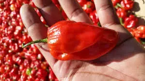 Chile habanero rojo, kilo