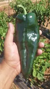 Chile poblano grande, kilo