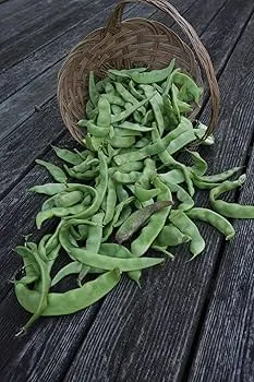 Ejote chino, kilo