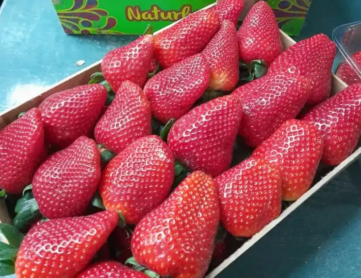 Fresa a granel jumbo nacional, kilo