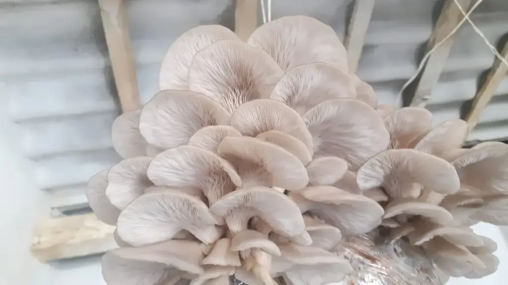 Hongos setas, kilo