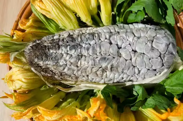 [1811] Huitlacoche kilo, kilo