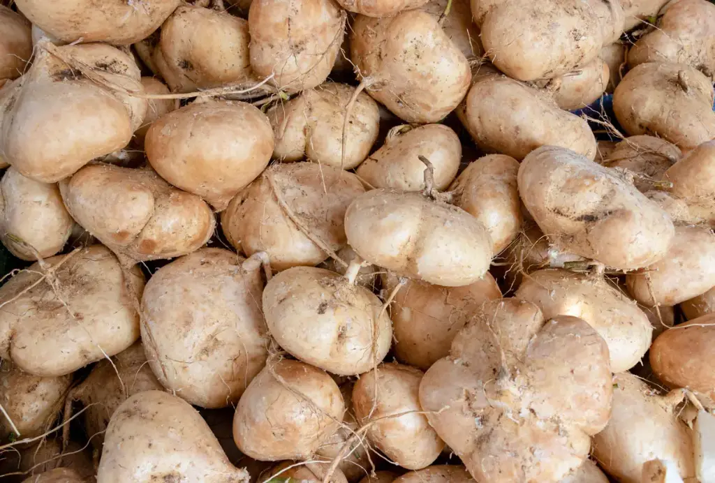 Jicama, kilo