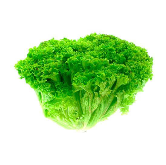 [1831] Lechuga crespa, pieza