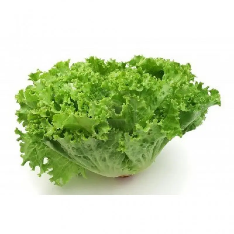 Lechuga de huerto urbano, pieza