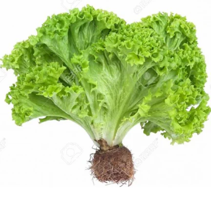 Lechuga hidroponica, pieza