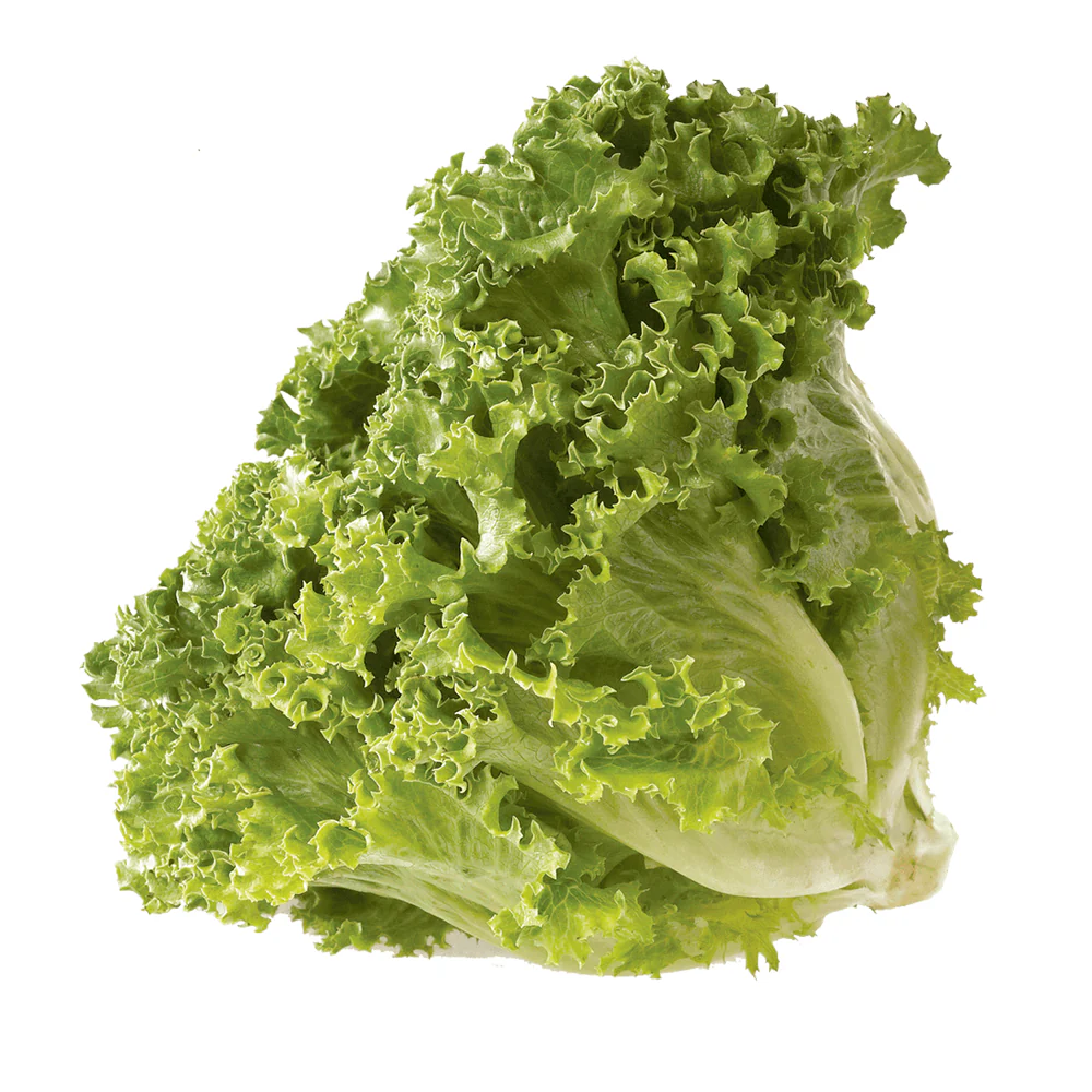 Lechuga italiana, pieza