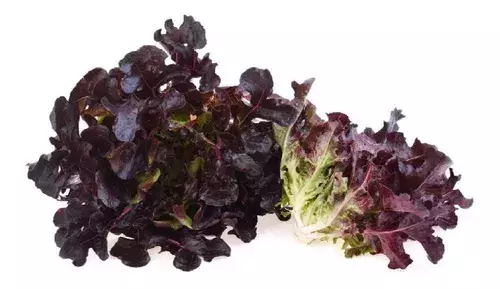 Lechuga maple morada, pieza
