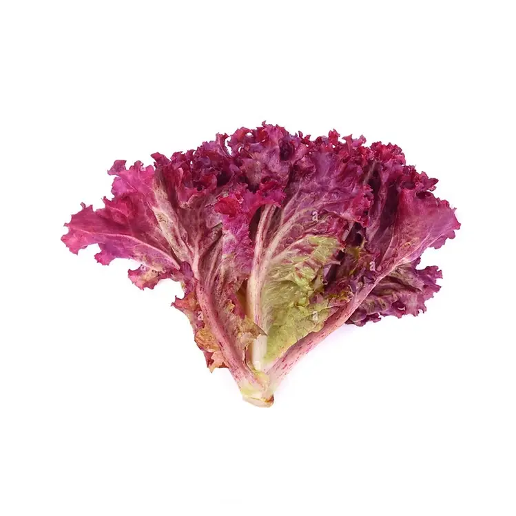 Lechuga maple roja, pieza