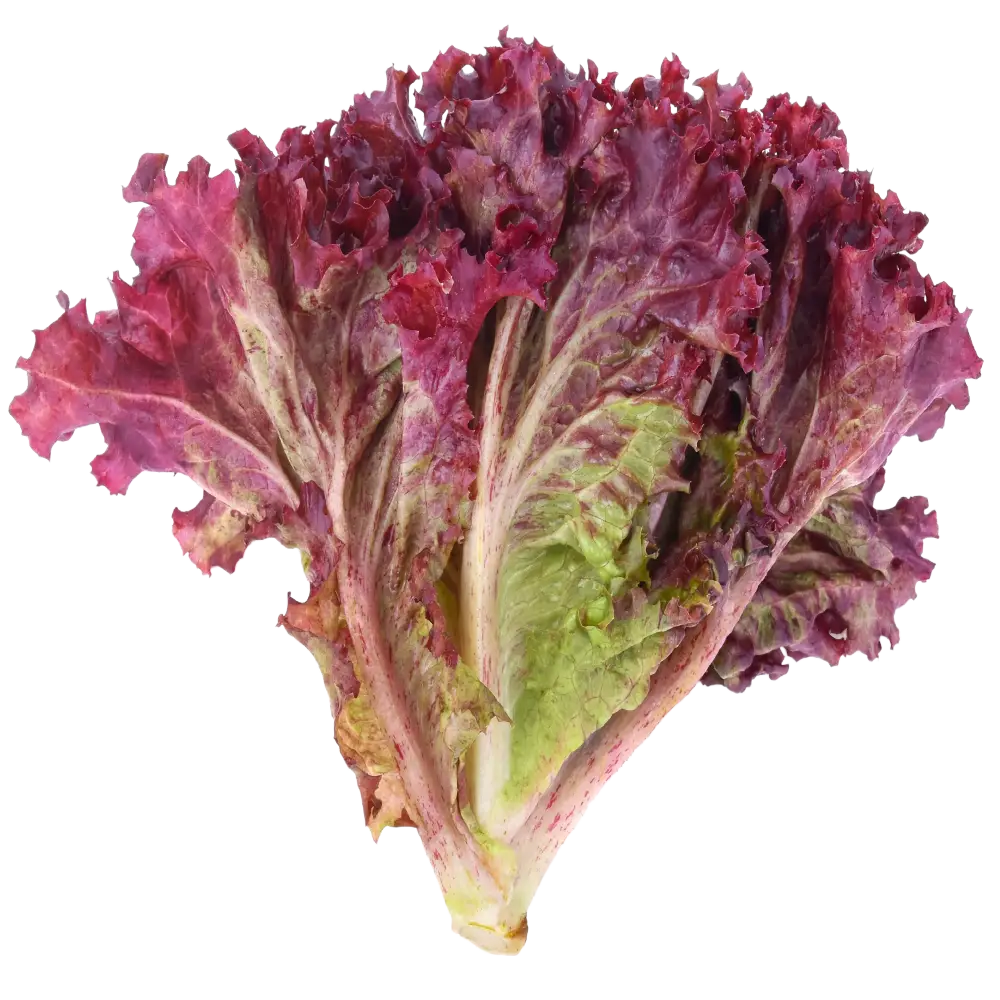 Lechuga morada, pieza