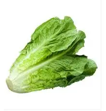 [1842] Lechuga orejona, pieza