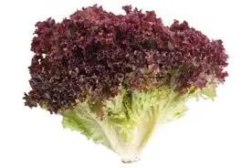 [1844] Lechuga sangría, pieza
