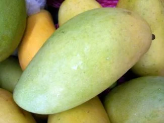 [1861] Mango manila, kilo