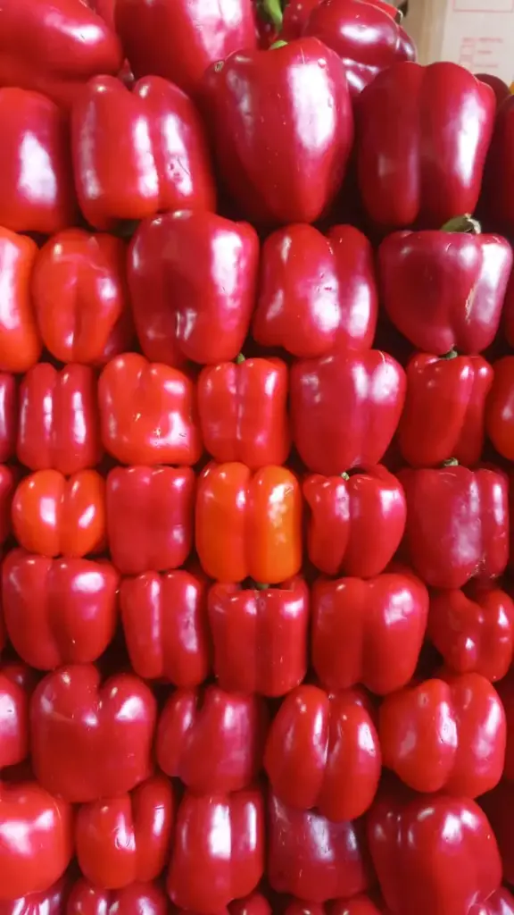 Morron rojo mediano, kilo