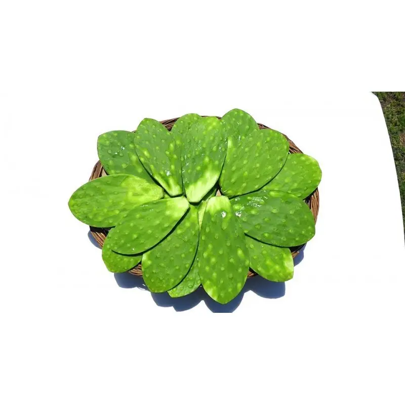 [1896] Nopal limpio cambaray, kilo