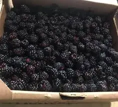 Zarzamora a granel, kilo