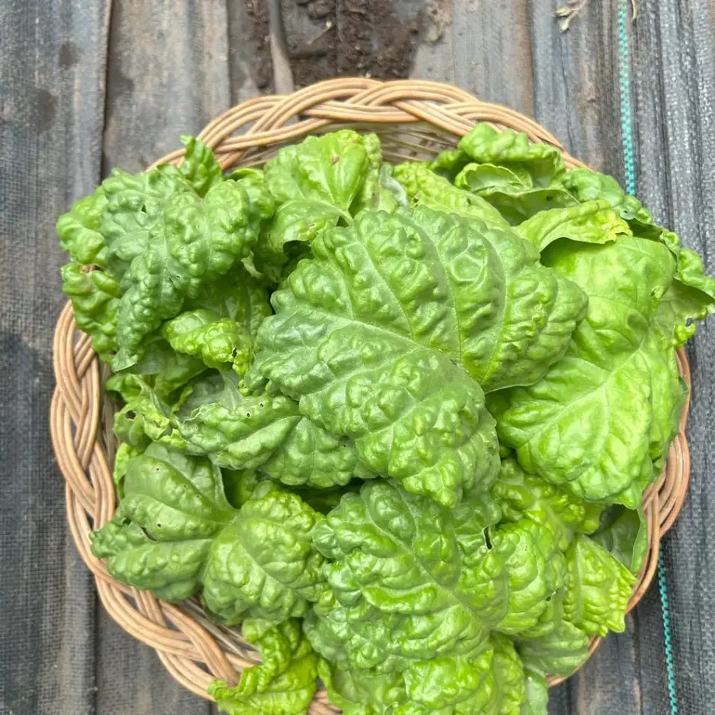 Albahaca mamut kilo, kilo