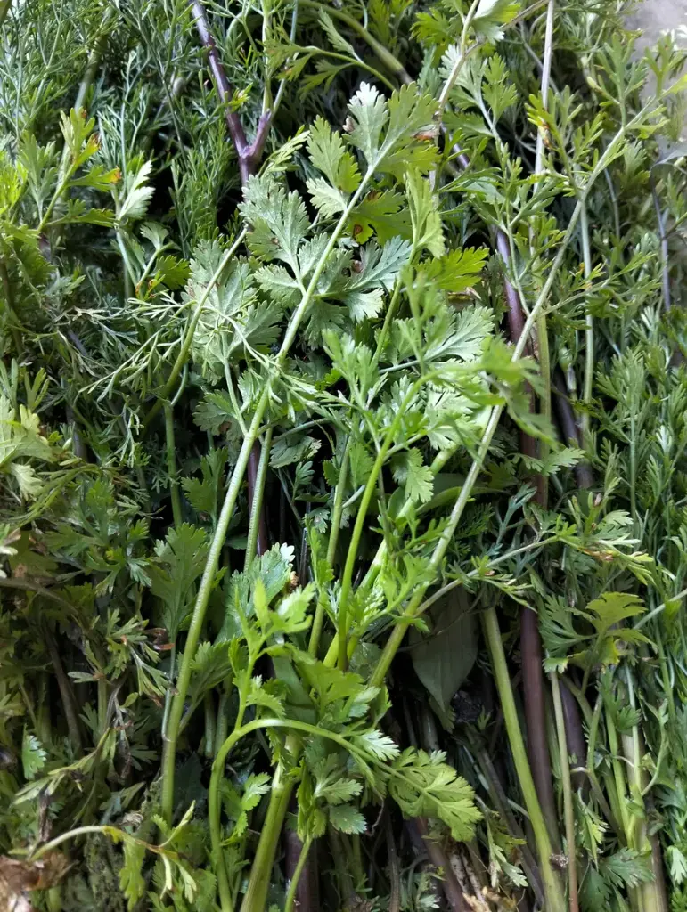Cilantro criollo kilo, kilo