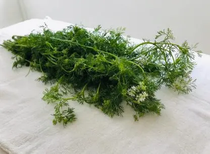 Cilantro criollo manojo, 125 grs.