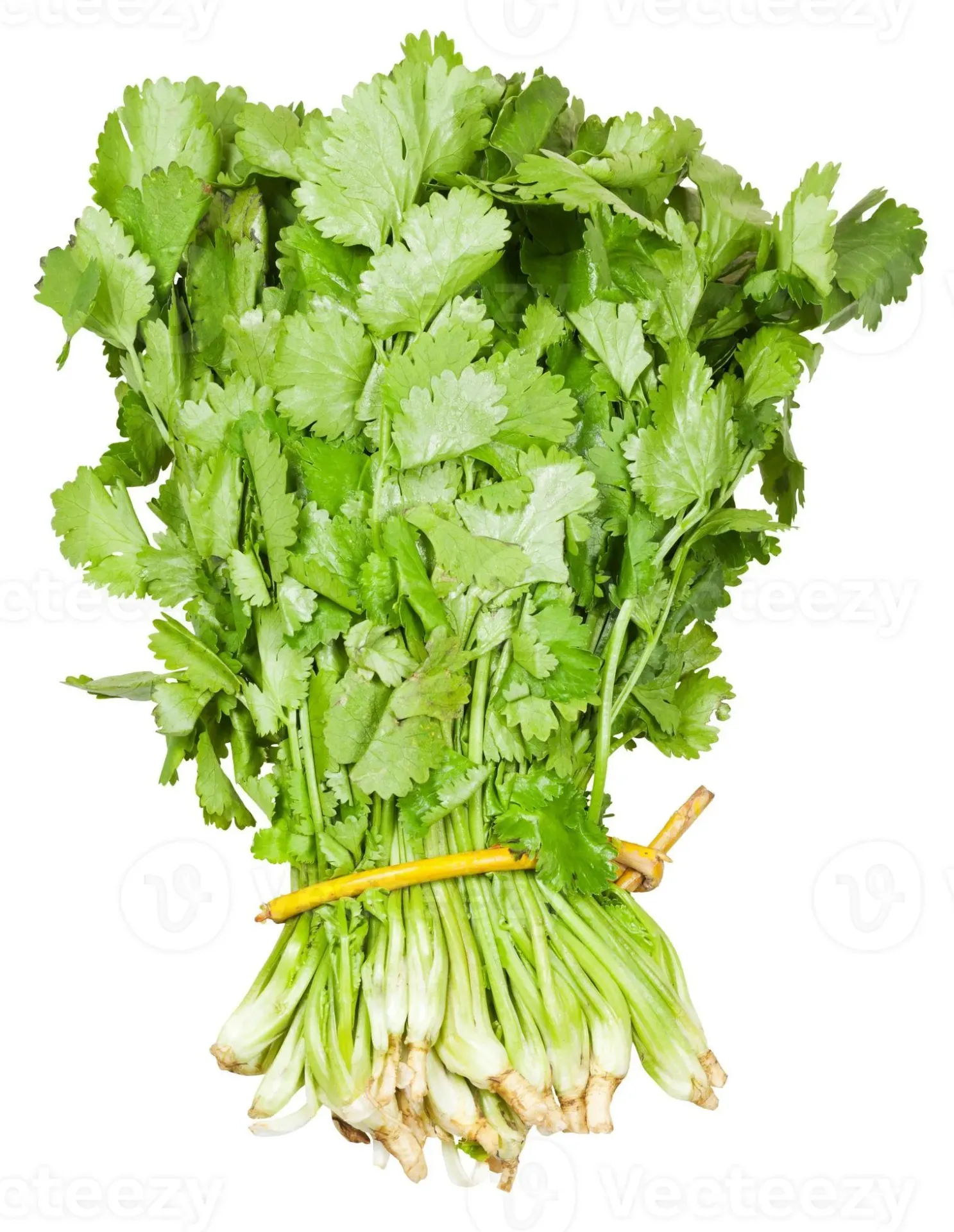 Cilantro racimo 3kg, racimo