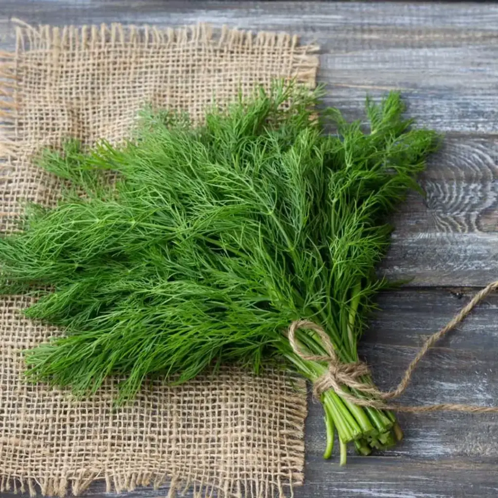 Eneldo (mas de 20 kilos), kilo