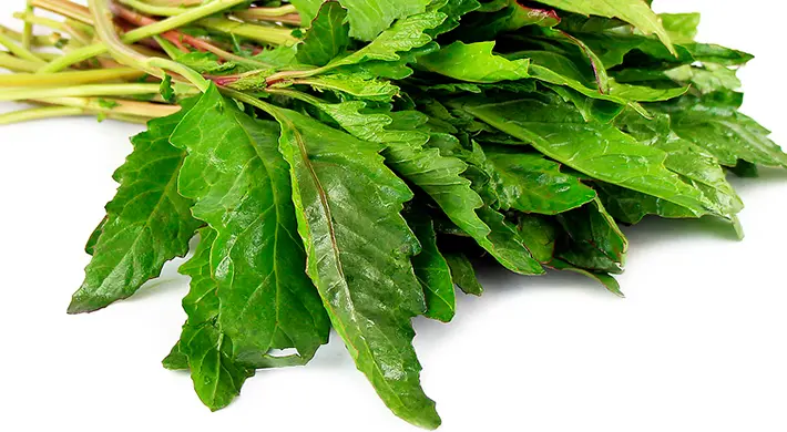 [2184] Epazote verde racimo 3kg, racimo