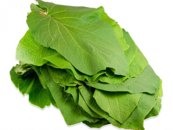 Hoja santa de 350gr, manojo