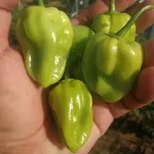 Chile habanero verde, kilo