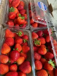 Fresa grande domo 454 grs 8 pz, caja