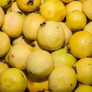Guayaba amarilla, kilo