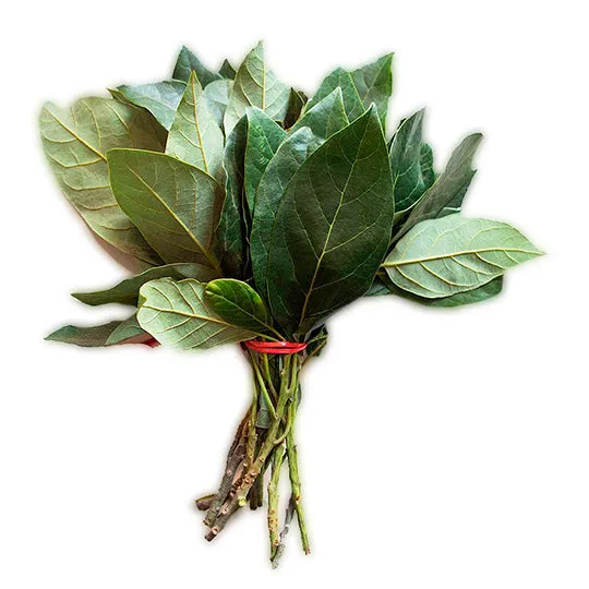 hoja de aguacate, manojo