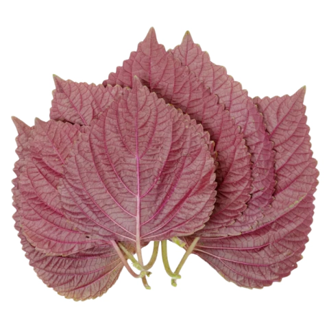 Hoja shiso hoja roja, pieza