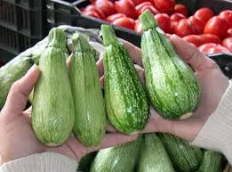 [1706] Calabaza italiana de primera, kilo