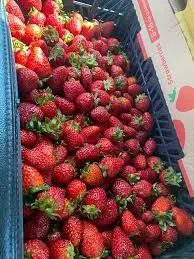 [1793] Fresas a granel por caja