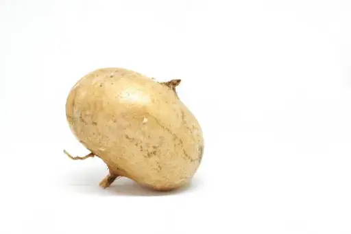 [1816] Jicama, pieza