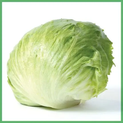 [1830] Lechuga bola (romana), pieza