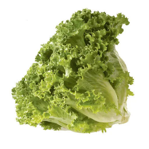 [1837] Lechuga italiana, pieza