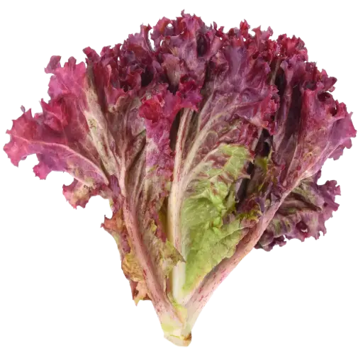 [1841] Lechuga morada, pieza