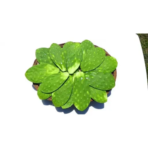 [1896] Nopal limpio cambaray, kilo