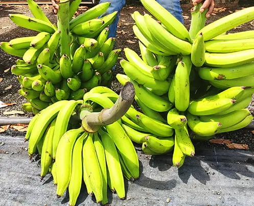 [1932A] Plátano macho alimonado, kilo