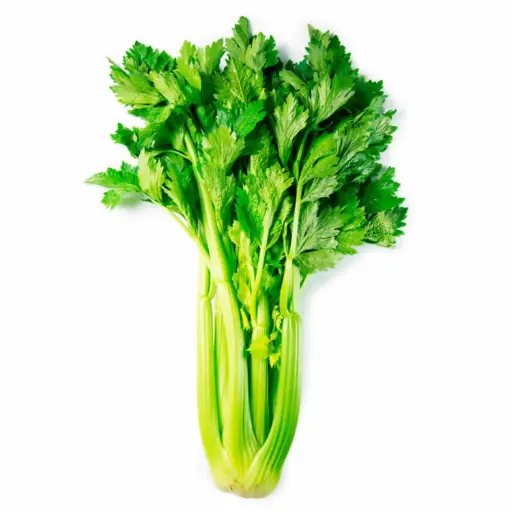 [1686] Apio americano, pieza