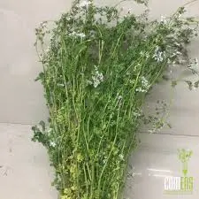[2170A] Cilantro criollo con flor kilo, kilo